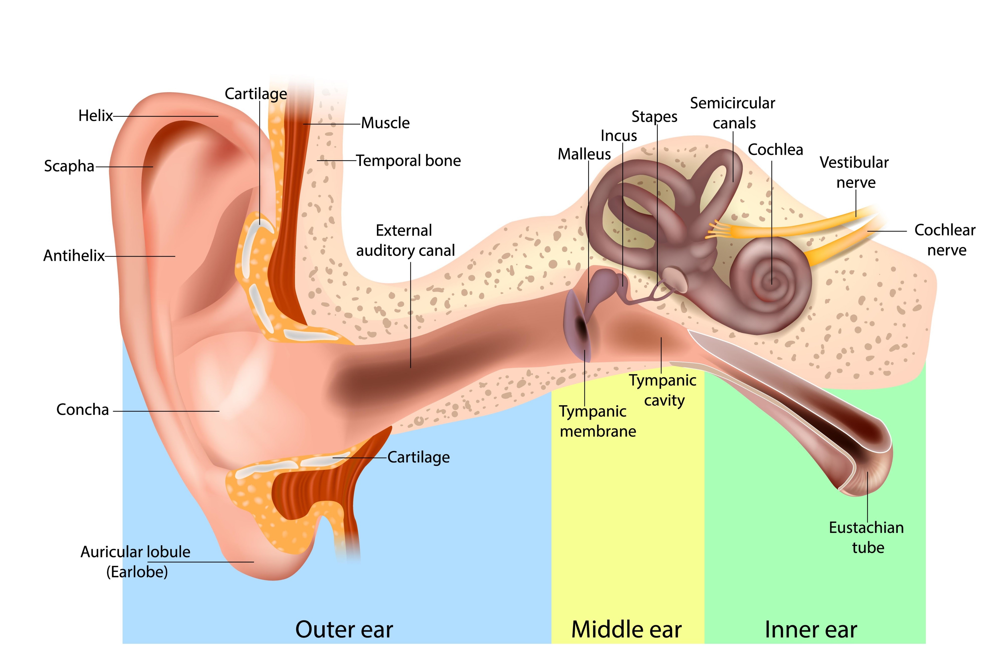 Ear Specialist Care